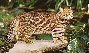 Пампасская травяная кошка (Leopardus colocolo) или колоколо