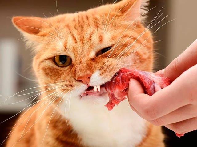 Таурин в еде для кошек Фото