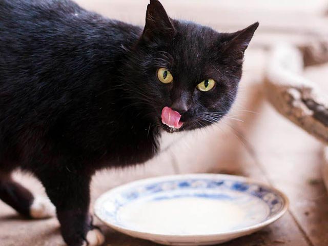 Кот после еды Фото