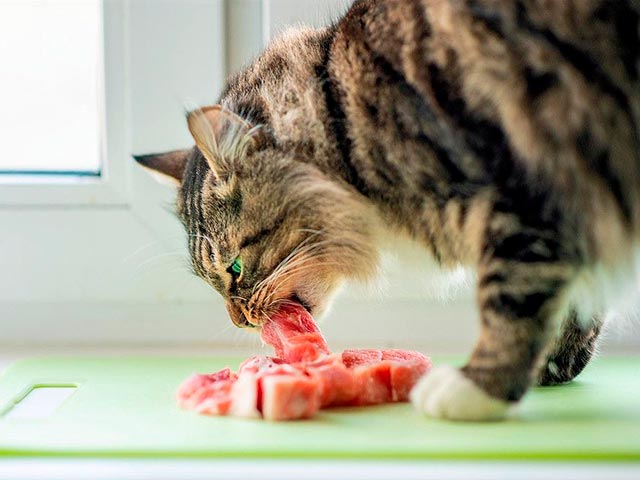 Кот ест мясо Фото