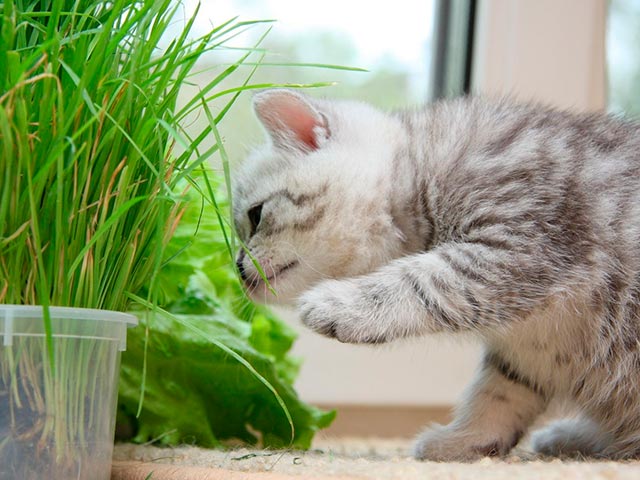 Котик ест зеленую траву Фото