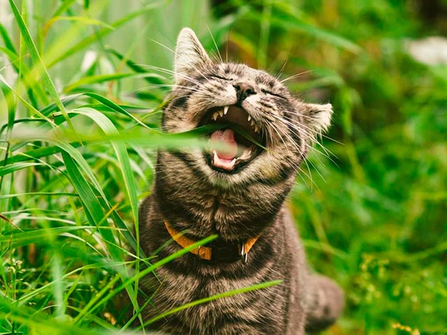Кот ест траву на улице Фото