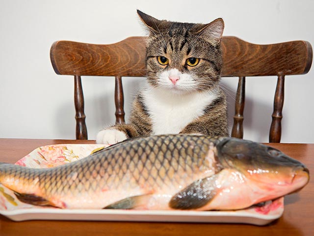 Рыба для кота Фото