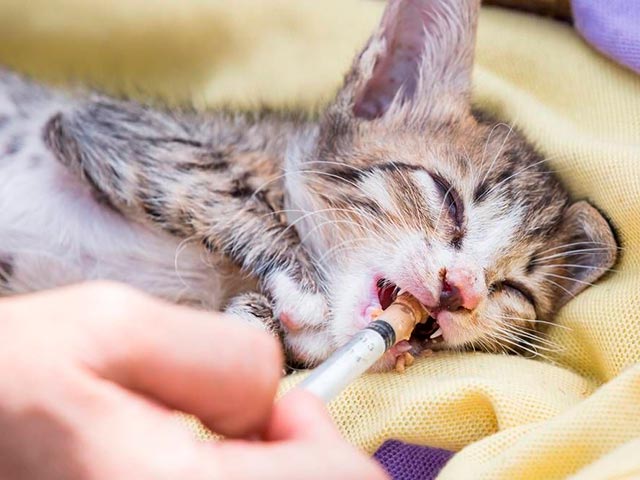 Кормление больного котенка Фото