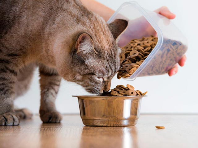 Питание кошек готовым кормом Фото