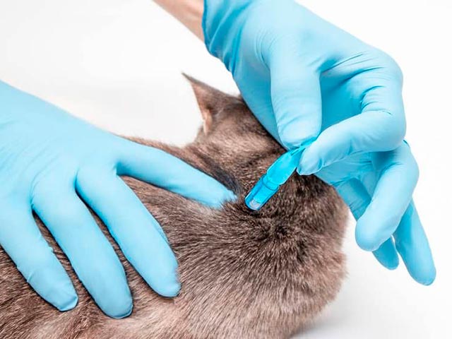 Лечение чесотки у кошки Фото
