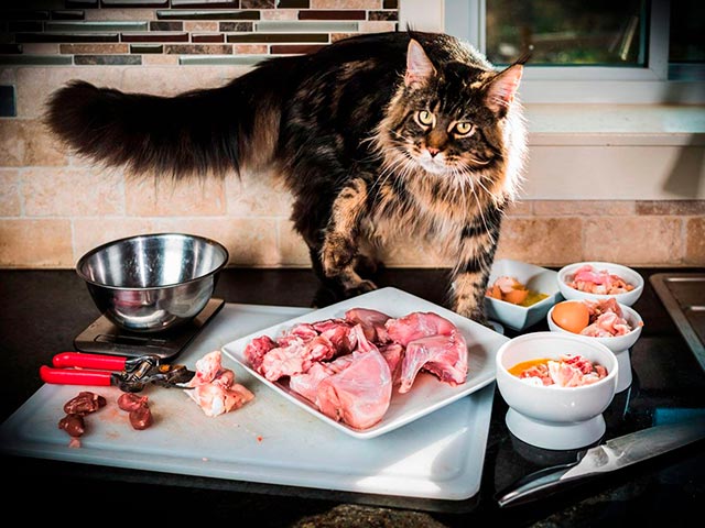 Натуральная еда для кошки Фото