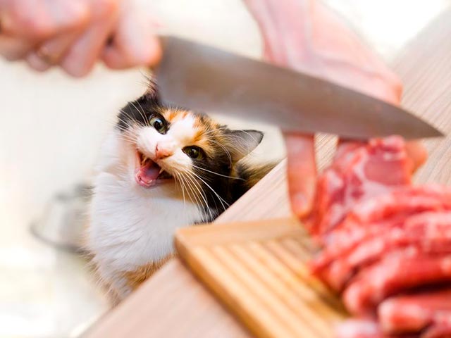 Мясо для кота Фото