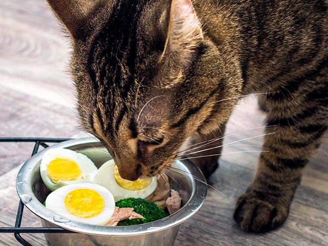Яйца для котов Фото