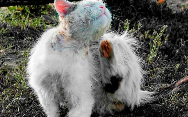 Как вылечить чесотку у кошки. Смотреть фото Как вылечить чесотку у кошки. Смотреть картинку Как вылечить чесотку у кошки. Картинка про Как вылечить чесотку у кошки. Фото Как вылечить чесотку у кошки