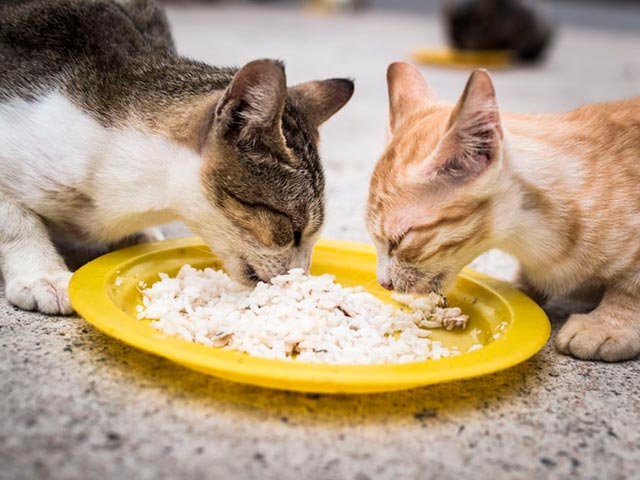 Полезная еда для кошек Фото