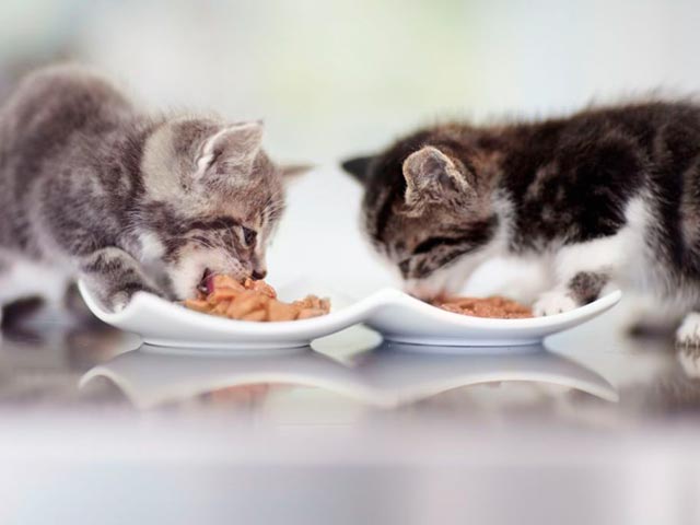 Правильное питание котенка Фото