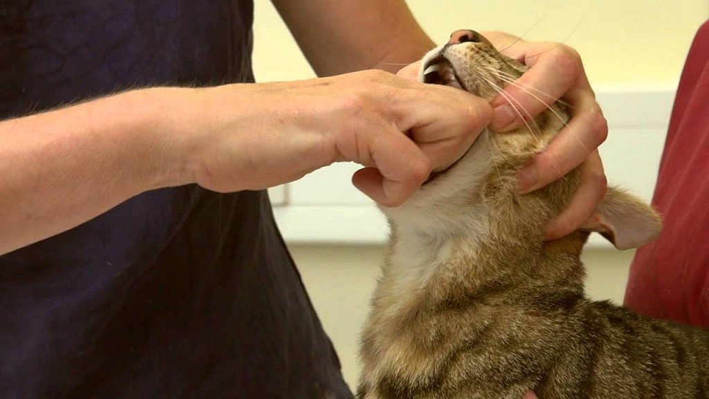 Засовываем кошке лекарство в рот
