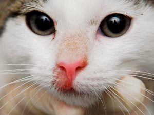 Легкая форма розового лишая на носу кошки