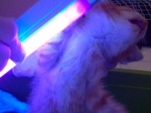 Осмотр кошки с помощью лампы Вуда фото 1