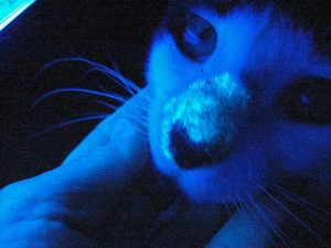 Осмотр кошки с помощью лампы Вуда фото 2